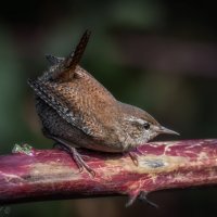 Озорной :: Александр К.