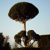 Чудо дерево. :: Юрий Полторыхин.