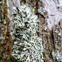 Лишайник :: Veera V