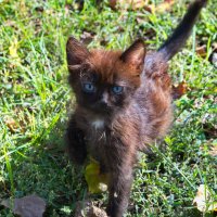 Котенок :: Александр Лычагин