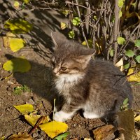 Котенок :: Александр Лычагин