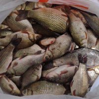 Уловчик вчерашнего дня. :: сергей ермошкин