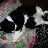 После прогулки :: Людмила Смородинская