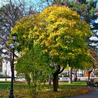 * :: Валентин Семчишин