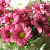 Хризантемы :: Елена Семигина