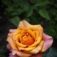 Роза. :: Александр 