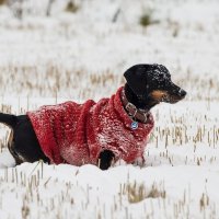 Матильда. :: Андрей Андрианов Матильда. :: Андрей Андрианов