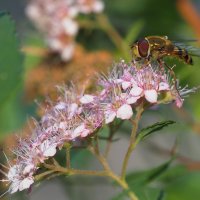 Муха которая "косит" под осу. :: Евгений Седов Муха которая "косит" под осу. :: Евгений Седов