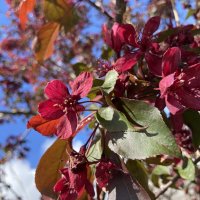 Яблоня :: Ольга Савельева 