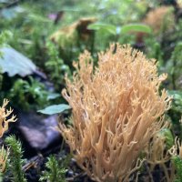 Гриб :: Ольга Савельева 