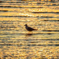 Чайка в лучах утреннего солнца :: Константин Бобинский