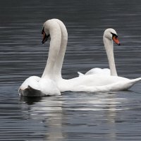 *** :: Владимир Безбородов