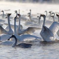 Свадебные игры... :: владимир 