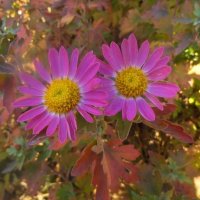 Навстречу зиме... :: Наталья 