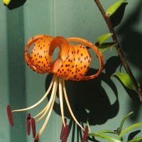 Лилия :: Freddy 97