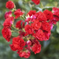 Осенние розы :: Лилия *