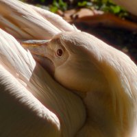 Сиеста :: Юрий. Шмаков Сиеста :: Юрий. Шмаков