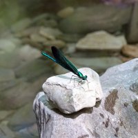 Красотка-девушка :: Павел Трунцев