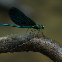 Красотка-девушка :: Любовь Овсянкина