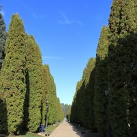 Аллея туй.Кисловодский национальный парк. :: Александр Николаев