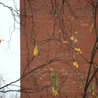 Ноябрь из окна :: Наталья Герасимова