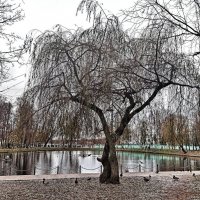 Осень у пруда :: svk *