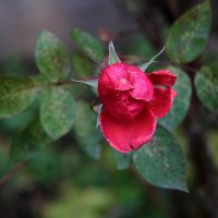 29 ноября - последняя... :: Светлана 