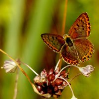 опять про бабочек...118 :: Александр Прокудин