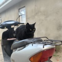 Угонщица. :: Валентина .