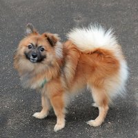 Красавчик немецкий шпиц повстречался мне :: Светлана