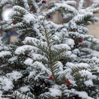 Тис :: Светлана Ищенко