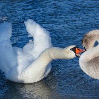 Я что тебе сказала!? :: Светлана Тихонина