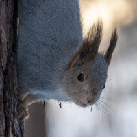 Белка - чудо кареглазое. :: Вадим Басов