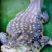 Не наступите на крокодильчика :: Георгиевич