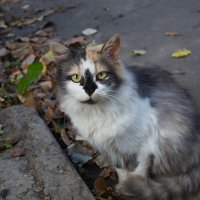 Кот :: Александр Лычагин