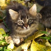 Котенок :: Александр Лычагин