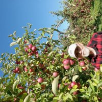 За яблоками ... :: Валерий Кокорев
