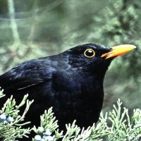 Чёрный дрозд на можжевельнике :: Людмила Смородинская Чёрный дрозд на можжевельнике :: Людмила Смородинская