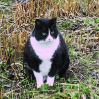 Охранник сада :: Людмила Смородинская