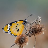 Бабочка Данаида хризипп (лат. Danaus chrysippus). :: Александр Григорьев