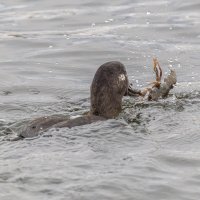 турпан. :: юрий макаров