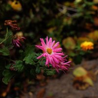 Цветочки :: Юрий Гайворонскiий