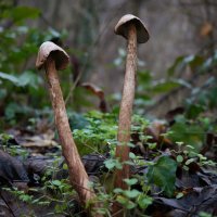 !! :: Вен Гъновски