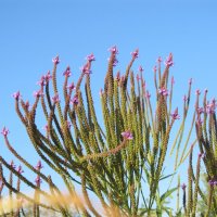 почти-что Турция :: Елена Шаламова