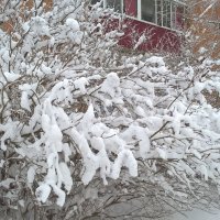 Пусть зима будет снежной и принесет много счастья :: Елена Семигина Пусть зима будет снежной и принесет много счастья :: Елена Семигина