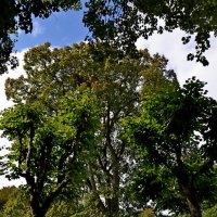 МИХАЙЛОВСКОЕ. :: Виктор Осипчук