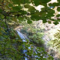 Природа Крыма :: Amazing Cosmea