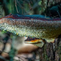 Капли, капли... :: Олег Загорулько