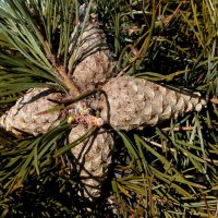 Зазвездились. :: nadyasilyuk Вознюк