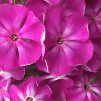 Флоксы :: Ольга Савельева 